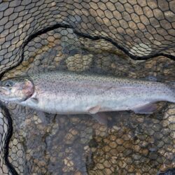 激濁りの中トラウト狙い